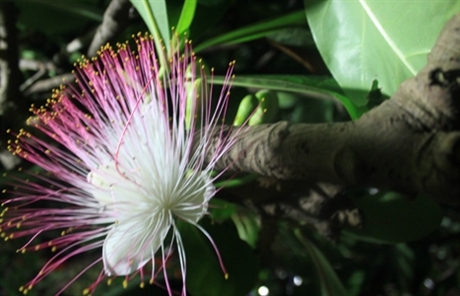 เรื่องเล่าของผู้ปลูกต้นหูกวางผลสี่เหลี่ยมบนเกาะ เจื่องซาใหญ่